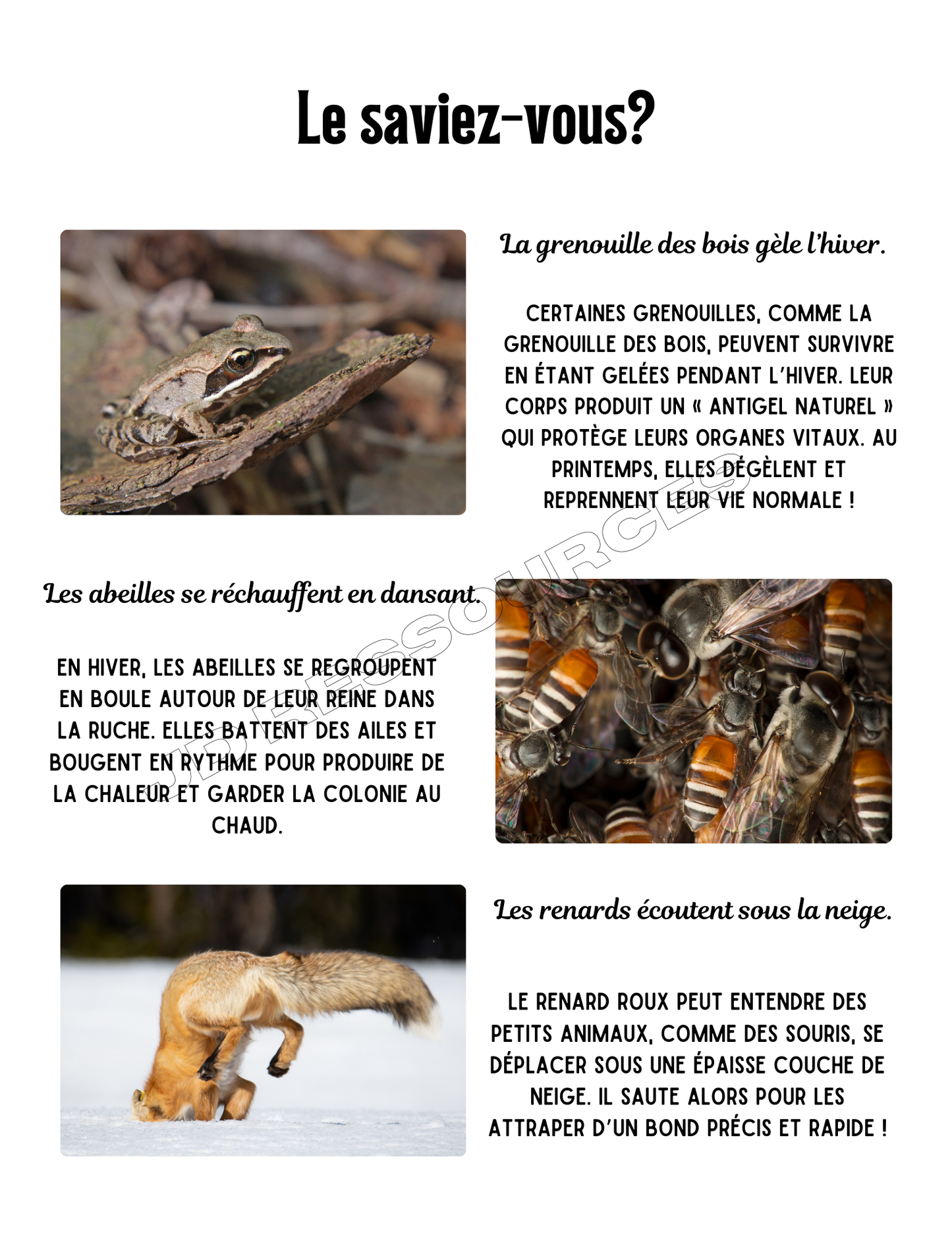 L'hiver et les animaux