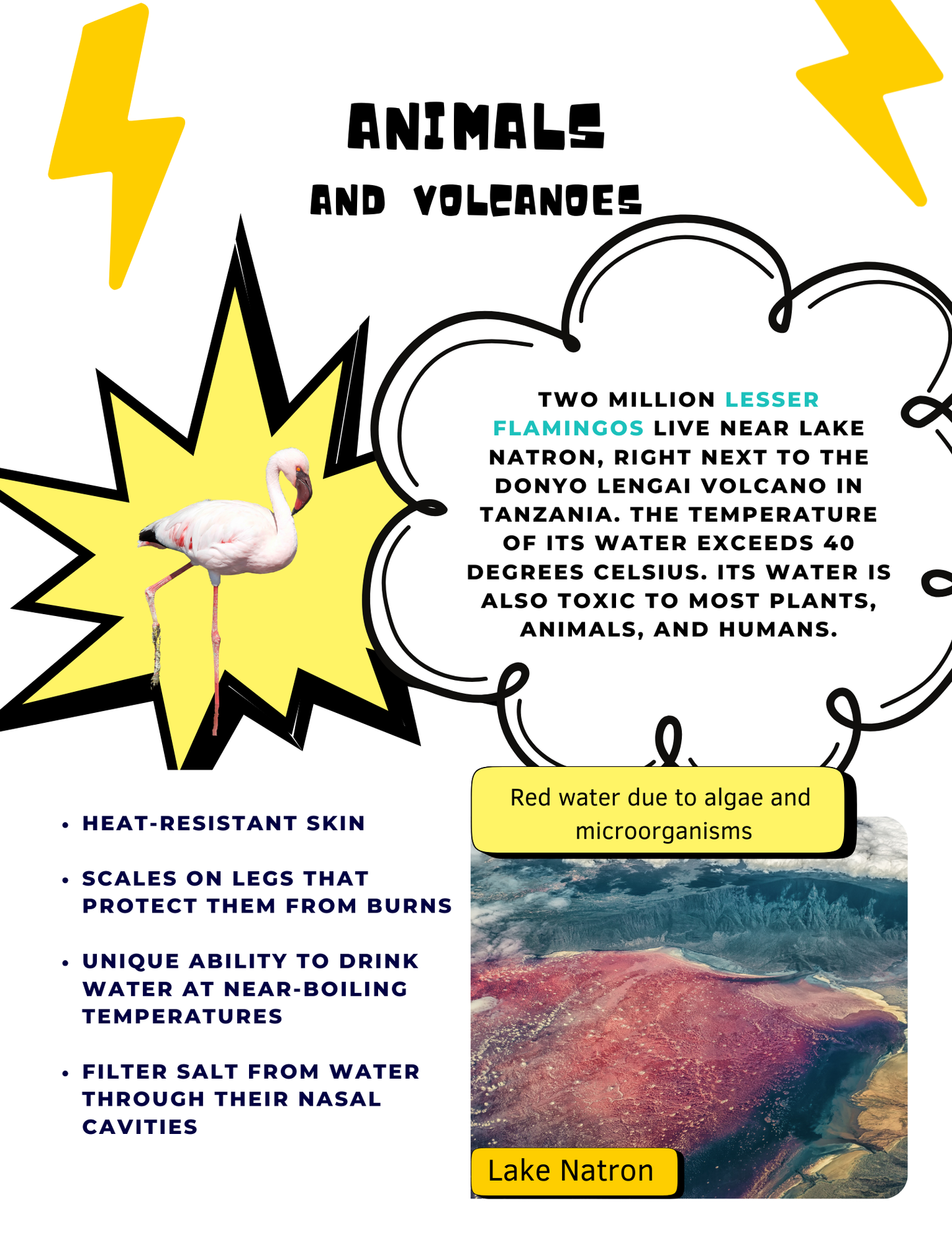 Everything About Volcanoes - 46 pages