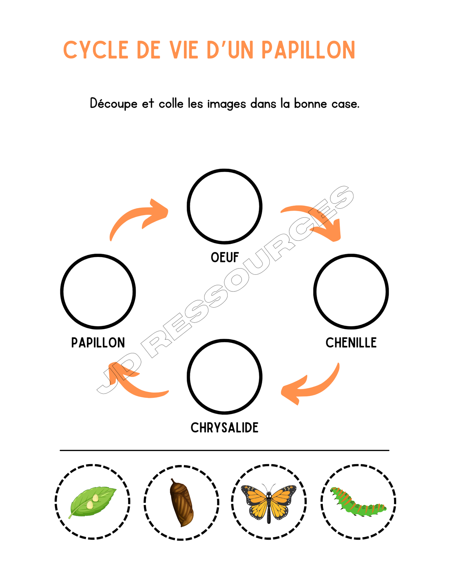 Le cycle de vie et le corps