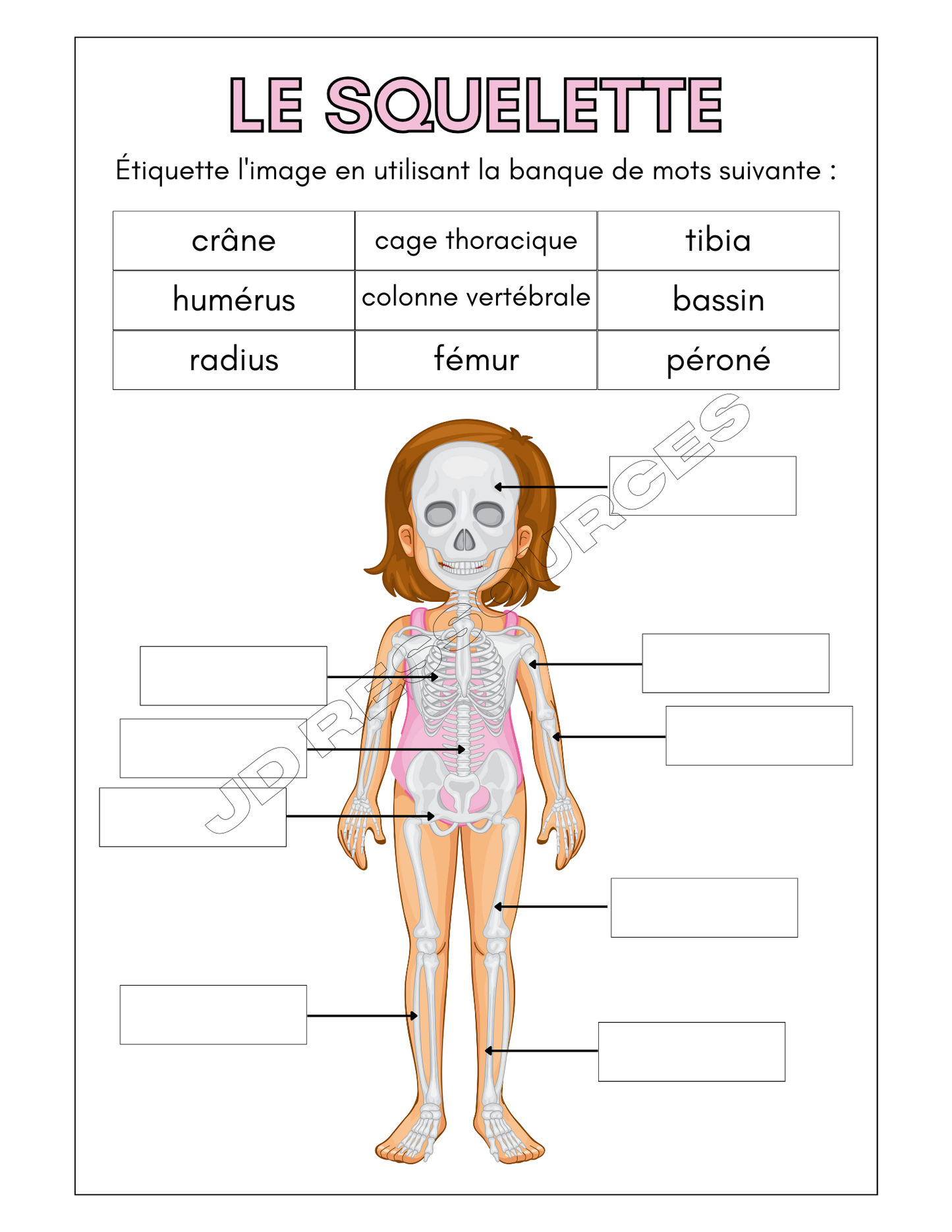 Le cycle de vie et le corps