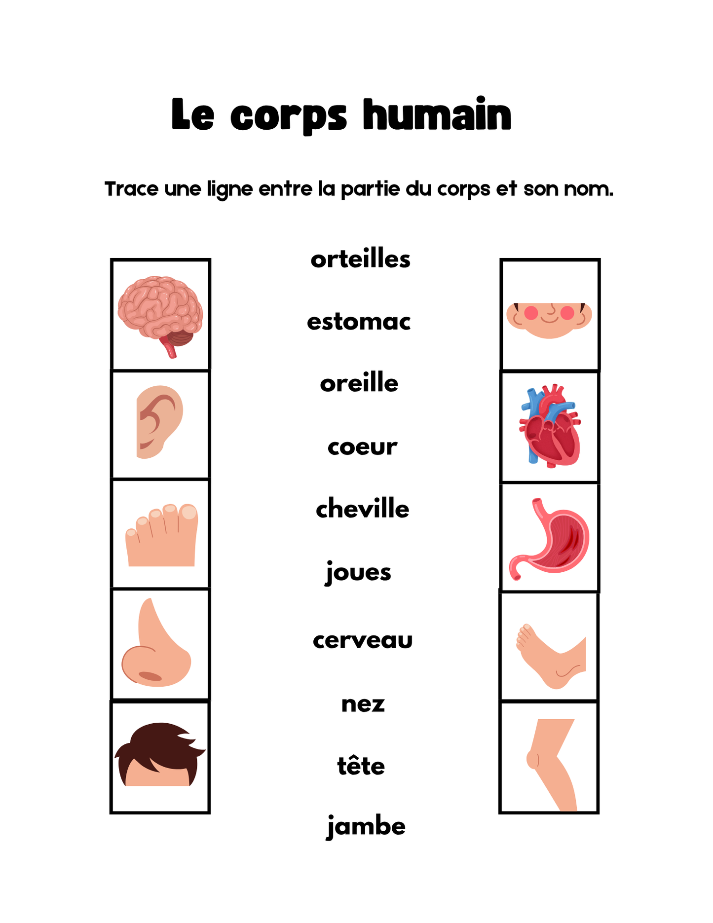 1er cycle- Sciences
